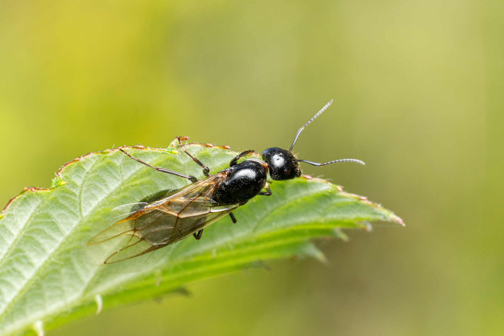 Camponotus aethiops